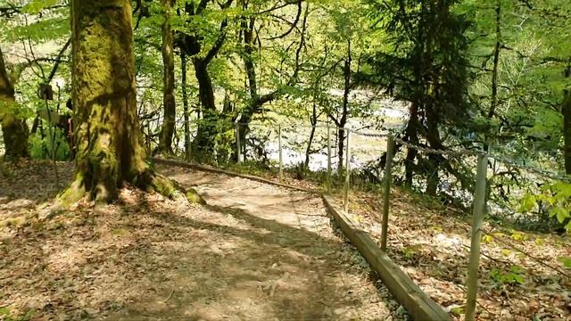 Тисо-Самшитовая роща в г. Хоста (Сочи) смотреть онлайн