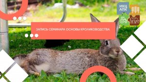 Основы кролиководства