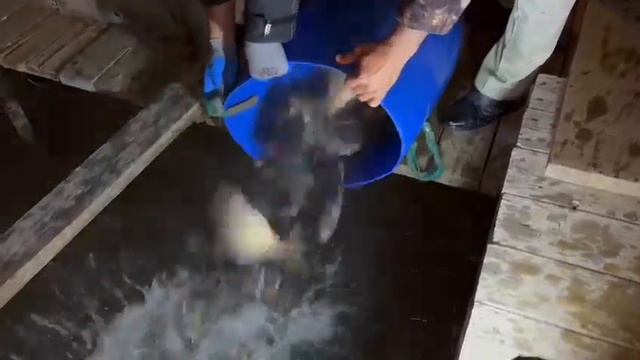 26 августа в 2:00 в Верхний пруд было запущено 350кг Карпа (1.0-1.6кг) смотреть онлайн