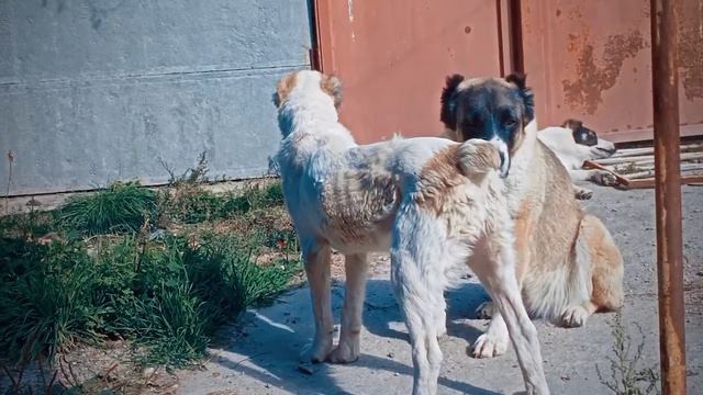Мои Все 4 Собаки Породы Алабай смотреть онлайн
