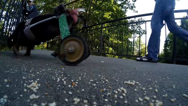 Внезапная такса смотреть онлайн