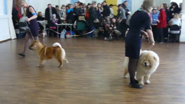 17.02.2013 выставка Ярославль,ринг чау чау. смотреть онлайн