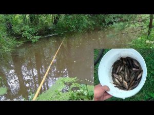 Зарыбление дачного пруда