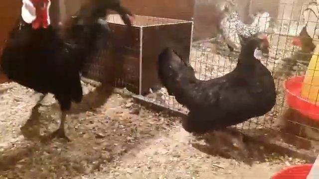 Бентамка карликовый куры смотреть онлайн