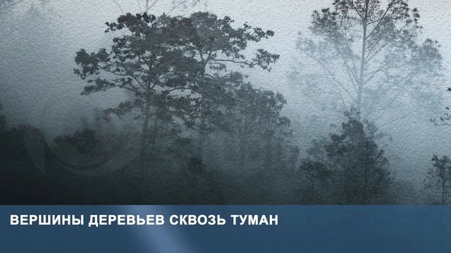 3D Фотообои «Вершины деревьев сквозь туман» смотреть онлайн