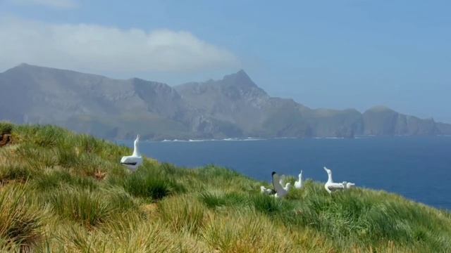 Wandering Albatross facts #albatross #wandering смотреть онлайн