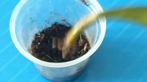 Размножение хойи  листом