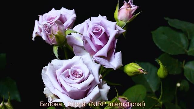 Как распускается роза Билона - Bilona (NIRP International) смотреть онлайн