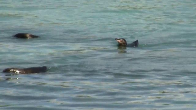 Galapagos Penguin. Галапагосский пингвин (2009sp) смотреть онлайн
