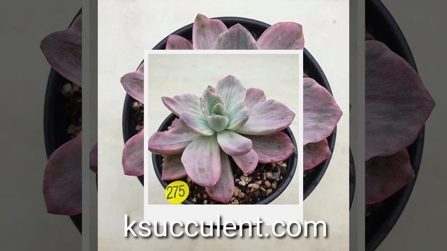 Graptoveria Mrs Richards variegated смотреть онлайн
