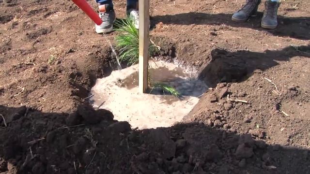 Посадка саженцев кедра в СООЦ «Салихово» смотреть онлайн