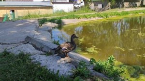 Прогулка по посёлку Морки, Марий Эл