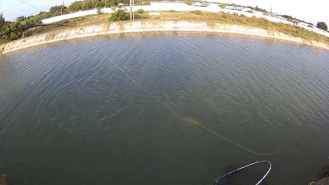Fishing for Carp with Sweet Corn & Doe смотреть онлайн