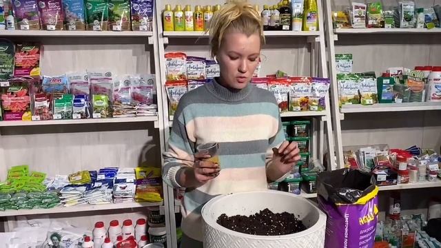 Мастер-класс Посадка весенних композиций из цветов в кашпо смотреть онлайн