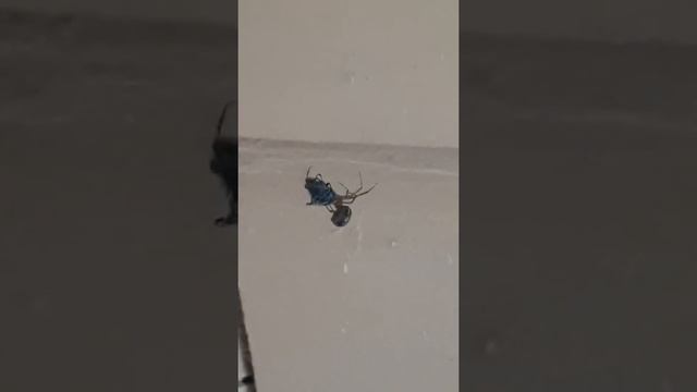 Муха пришла в гости к другу