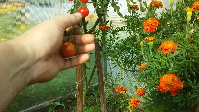 Арбуз и Дыни в Теплице (ВЛАДИМИРСКАЯ ОБЛ)(1ч)-первый опыт смотреть онлайн