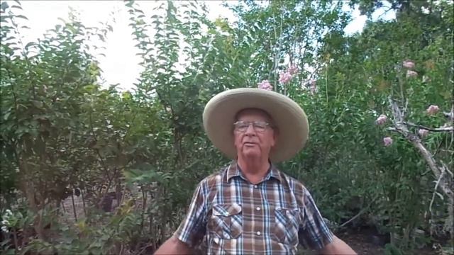 Crepe Myrtle Time HUGE Crepe Myrtles By Richard Skinner, Hawkins Corner Nursery