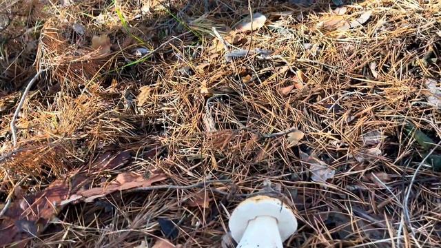 ПОМОГИТЕ! Не ВЕРЮ! Белые Грибы 11 НОЯБРЯ 2023 ПОЛЯНАМИ и МАСЛЯТА ПОЛЯНАМИ! Такого ВЫ ещё НЕ ВИДЕЛИ!