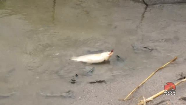 Ловля карася с берега на фидер Прикормка с чесноком сделала всю рыбалку смотреть онлайн