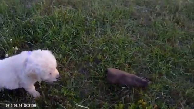 Щенки золотистого ретривера. смотреть онлайн