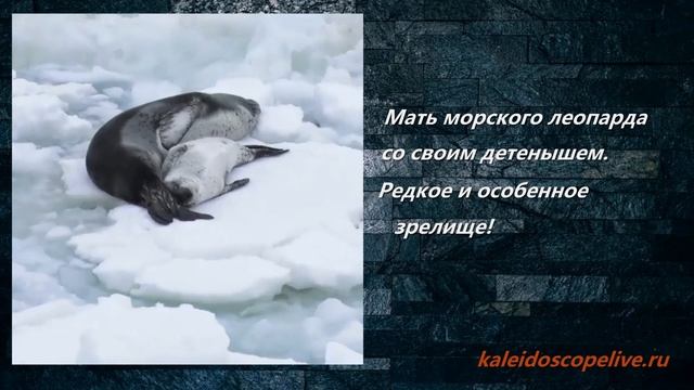 Мать морского леопарда со своим детенышем. Редкое и особенное зрелище! смотреть онлайн