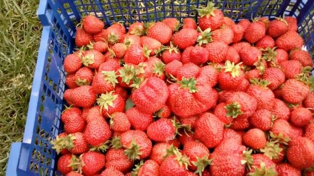 Клубника. Первый урожай поспел. смотреть онлайн