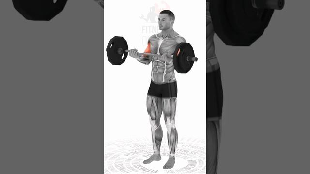 Сгибание рук со штангой стоя/Standing barbell curl смотреть онлайн