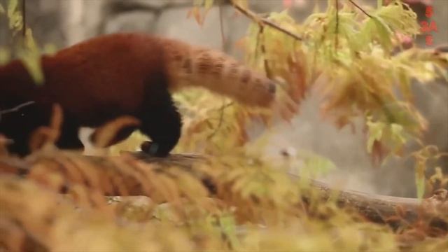 Красная панда - редкий зверь не уступающий в милоте енотам! смотреть онлайн