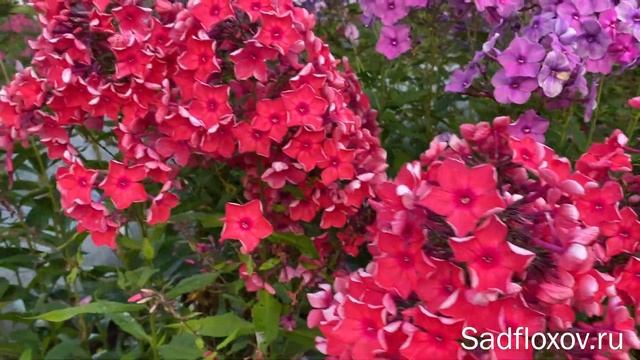 Яркий флокс Красная Площадь, моей селекции смотреть онлайн