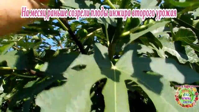 На месяц раньше созрели плоды инжира второго урожая смотреть онлайн