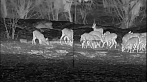 Охота с вышки на самца косули под закрытие сезона