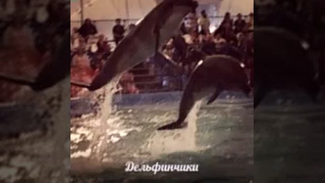 Фото дельфинов смотреть онлайн