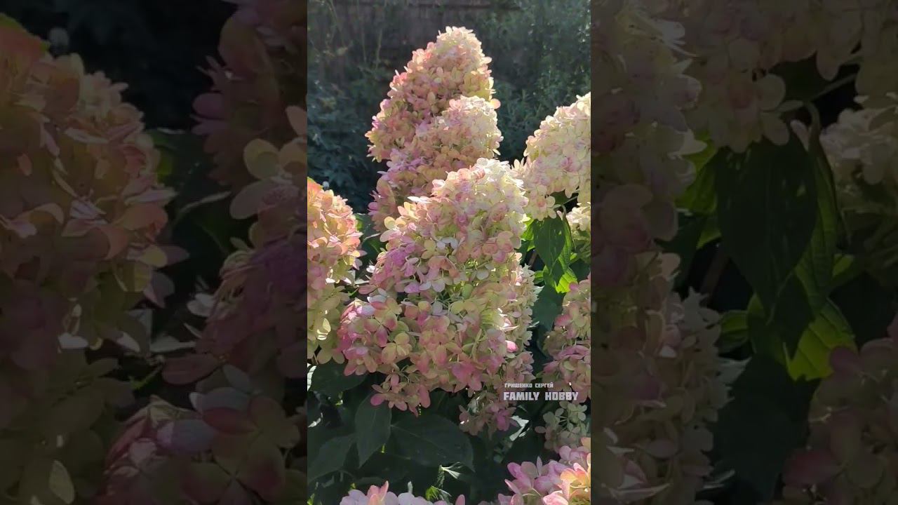 #гортензия# метельчатая Графити 15 августа в нашем саду смотреть онлайн