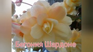 Ампельная бегония беллекония, . Почему бегония не цветет, . Секреты выращивания ампельной бегонии