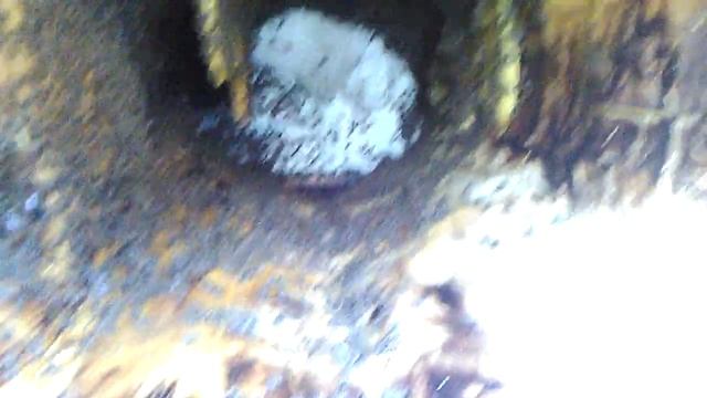 Борть для пчёл и ошибки пчеловода смотреть онлайн