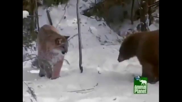 Пума против медведя смотреть онлайн