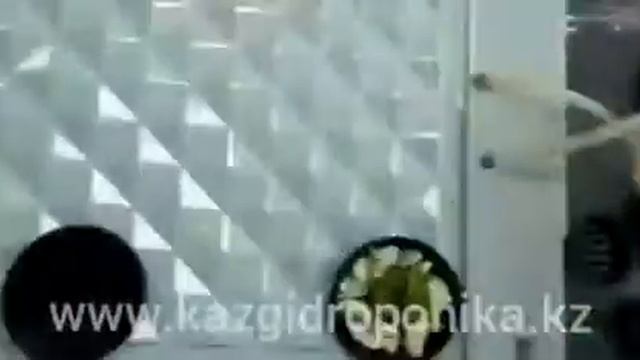 Как сделать гидропонную установку DWC / Deep Water Culture смотреть онлайн