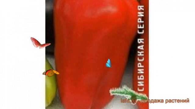 Перец сладкий Купец (kupets kupets) ? сладкий перец Купец обзор: как сажать, семена перца Купец смотреть онлайн