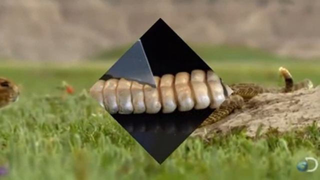 What's inside a Rattlesnake Rattle? : React of Gaming смотреть онлайн