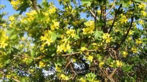 Золотистая смородина - что за фрукт?