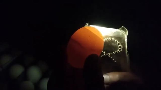 Овоскопирование куриных яиц.  Как узнать за 5 минут оплод яйца