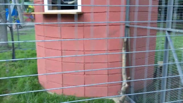 Попугай неразлучник живет в городском парке смотреть онлайн