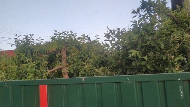 Обрезка сада,(Гнуть или Не Гнуть) смотреть онлайн