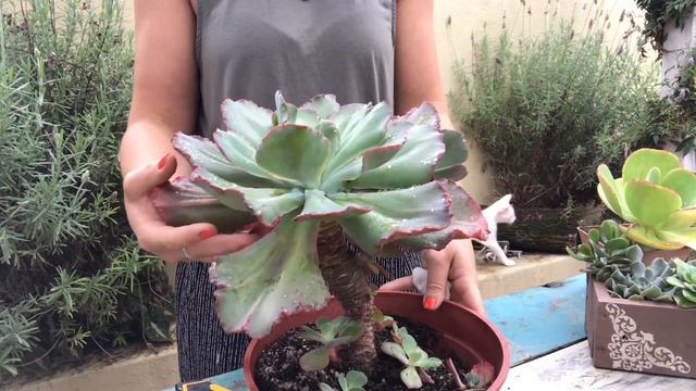 Decapitación de Echeveria como solución a raíces aéreas. Bellas suculentas. смотреть онлайн