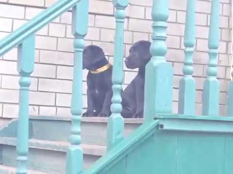 щенки лабрадора из питомника смотреть онлайн