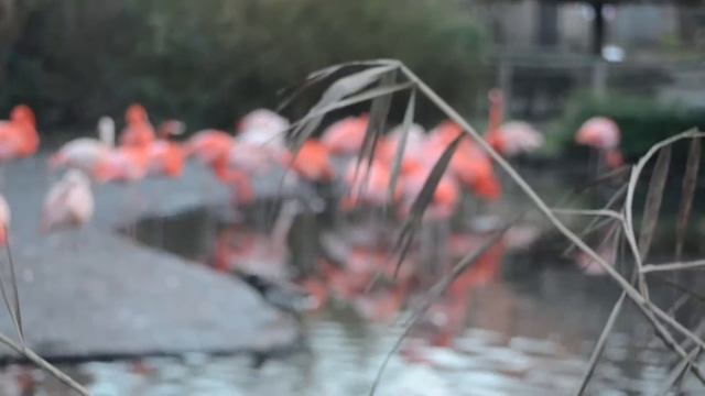 ♡ Prague ♡ Transmission 2015 ☾ Zoo Prague ♡ смотреть онлайн