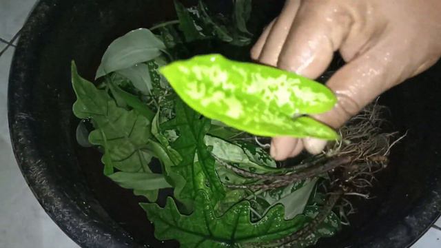 Export Aglaonema, Platycerium, Alocasia, Hapeline To Japan смотреть онлайн