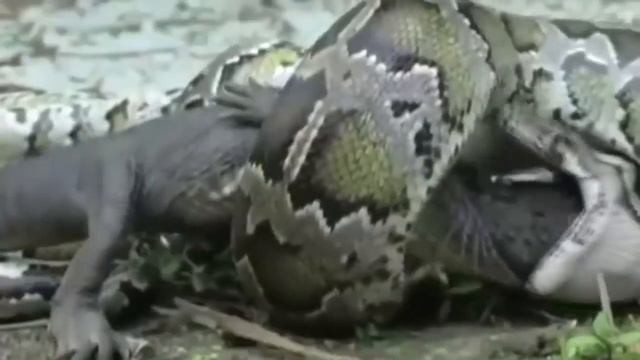 Версус. Анаконда против крокодила и других животных.