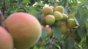 Секреты выращивания абрикосов на Урале от Валерия и Надежды Черненко