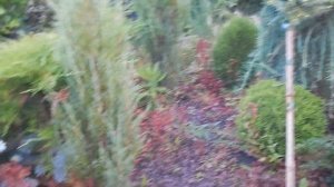 Прогулка.Розы  и хвойные,клематисы  в саду дождливым летом